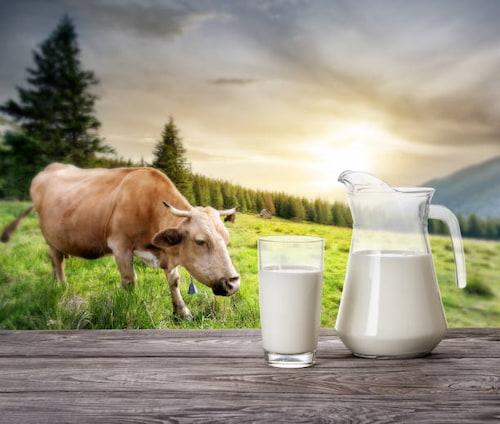 تصویر 4 از قیمت خرید دوغ قوطی با فروش عمده